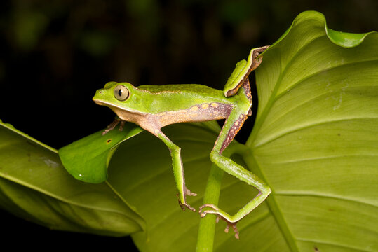 White-lined Leaf Frog (Phyllomedusa vaillantii), Orellana, Ecuador