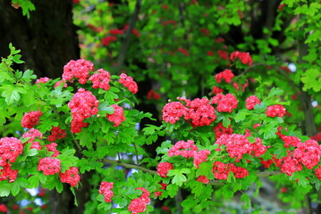 Fototapeta na wymiar Common hawthorn prickly swaying in wind. Tree, bushes with small pink, red flowers. Plant for medicine, pharmacology, treatment of cardiovascular diseases.
