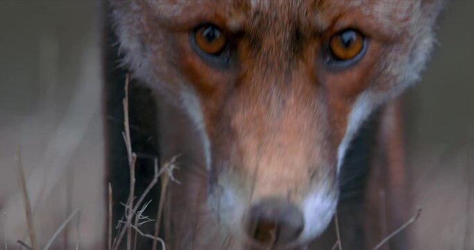 Fox staring at the camera closeup