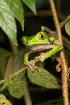  White-lined Leaf Frog (Phyllomedusa vaillantii), Orellana, Ecuador
