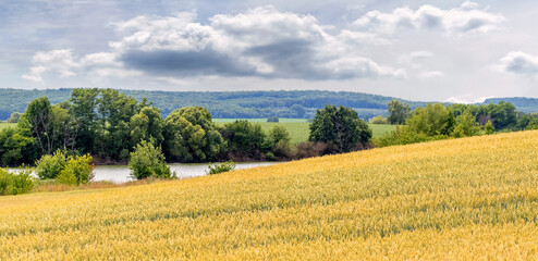 Yellow wheat field with ripe wheat near the river with trees, forest in the distance and picturesque cloudy sky above the field