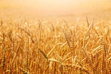 Wheat field with ripe ears in sunlight. Cultivation of wheat