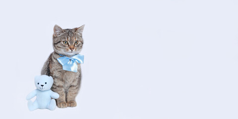 Kitten with a blue bow tie. Beautiful web banner with copy space. Close up portrait of a Kitten near little blue toy Teddy Bear. Cat on a white background. Cat posing at camera. 