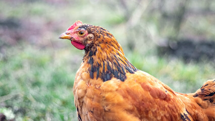 Brown hen in the garden in early spring. Raising chickens