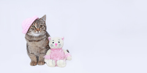 Baby Cat on a white background. Little Kitten close up. Small Kitten in a pink knitted hat sits next to a toy pink Cat. Cat posing at camera. Web-banner with copy space. Valentine's day. Love Postcard