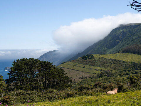 Vistas del paisaje gallego de costa con una vaca sentada mirando a las monta&ntilde;as con nube baja y &aacute;rboles