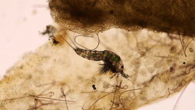 copepod eating under the microscope in aquarium saltwater (maxillopoda crustaceans that are part of the plankton)