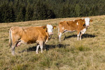 Cute cows on an alpine pasture in Austria