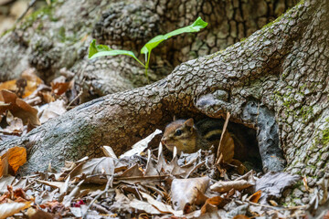 chipmunk hiding in a tree trunk