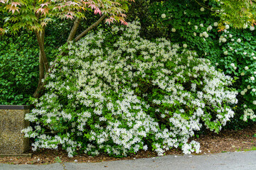 Fototapeta na wymiar white blossom bush