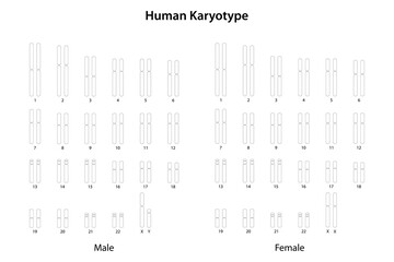 Human Karyotype (male and female)