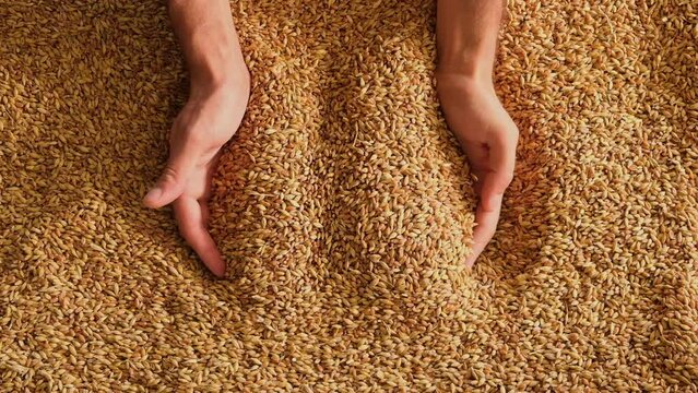 A human hand holding a handful of grain on a wheat background. Slow motion
