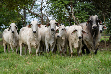 Grupo de vacas y un toro de la raza brahman en el campo. Hato de ganado Brahman en finca