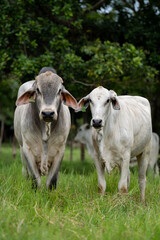 Fototapeta na wymiar Foto vertical de un toro y una vaca de la raza brahman mirando hacia la cámara