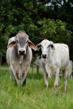 Foto vertical de un toro y una vaca de la raza brahman mirando hacia la cámara