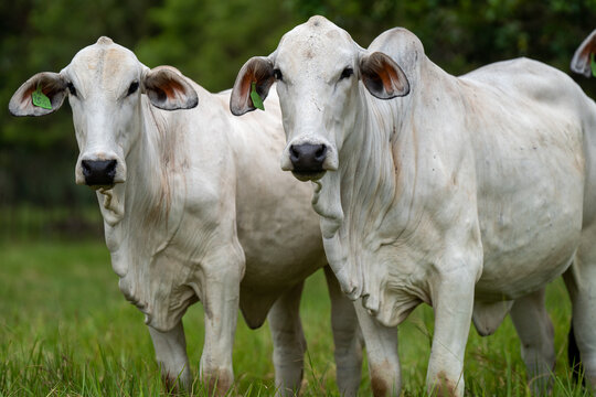 Dos vacas Brahman paradas en un repasto posando frente a la cámara 