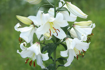Madonna Lily. White Easter Lily flowers in garden. Lilies on green background. Blossom Lilium Candidum. Garden Lillies with white petals. Large flowers in sunny day. Floral background. Greeting card - obrazy, fototapety, plakaty