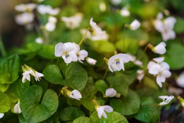 Beautiful canadian white  violet flower in the garden. Viola Canadensis, сanada violet, white violet.