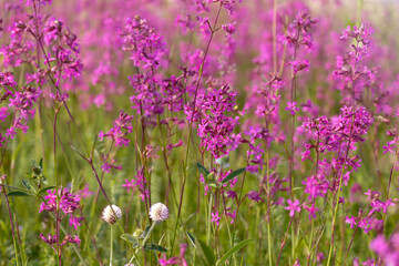 Viscaria vulgaris, the sticky catchfly, clammy campion. Blooming meadow. Place for text.