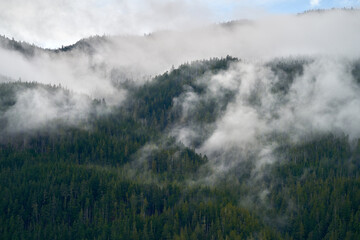 Pacific Northwest Mountain Mist. A lush, temperate rainforest mountainside of the Pacific Northwest in fog and mist.

