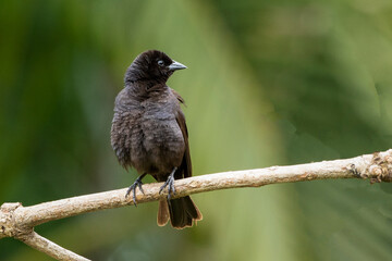 The Shiny Cowbird also Know as Chupim or Mirlo. All the beauty and the presence of the most typical black bird in Brazil. Species Molothrus bonariensis. Birdwatcher. Birding