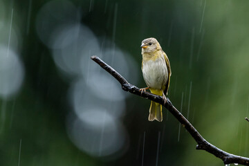 A female of Saffron Finch also known as Canario or Chirigue Azafranado under rain. Species Sicalis flaveola. Birdwatcher. bird lover. Birding. Yellowbird.