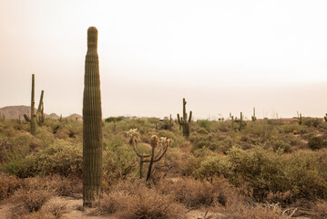 Cactus in the Desert of Scottsdale, Arizona