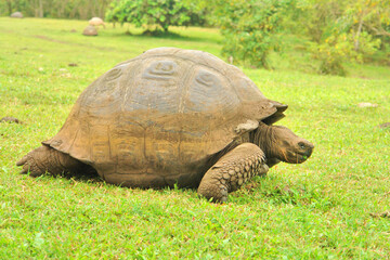 Fototapeta premium Turtle on Santa Cruz Island, Galapagos