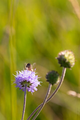 insect on a light purple blossom of 
field scabiosa
