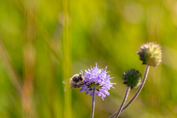 insect on a light purple blossom of 
field scabiosa