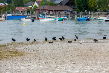seaside with birds and boats in the background