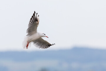 seagull with beautifully curved wings flies through the air