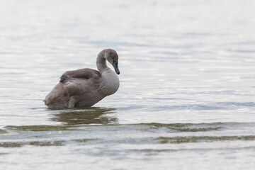 young swan with still brown plumage stands in the lake