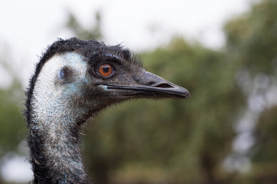 portrait of a emu outdoor against green backgrund