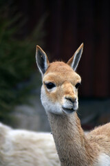 Close up portrait of alpaca