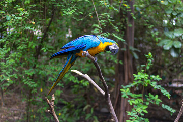 P&aacute;jaro guacamayo azul y amarillo en un &aacute;rbol 