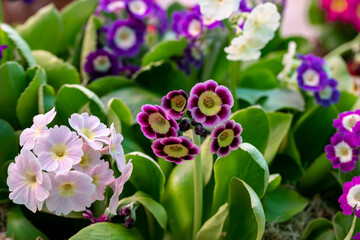 Spring flowers. Blooming red primrose or primula piano fire flowers in a garden 