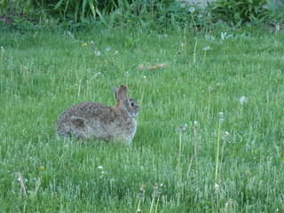 Rabbit