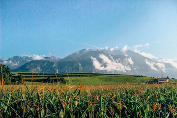A field with corn on a photo of mountains with clouds, Innsbruck, Austria