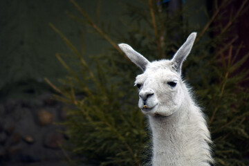 Close up of a llama lama