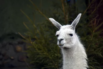 Vlies Fototapete Lama Close up of a llama lama