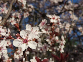 Cherry Blossom Flower