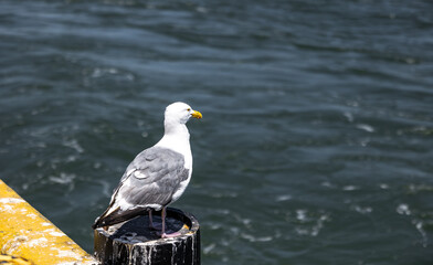 seagull on the pier 