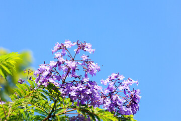 The jacaranda blooms