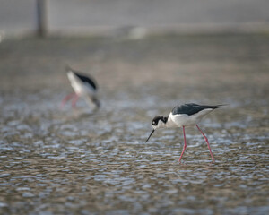 A Black-necked Stilts (Himantopus mexicanus) wades along the Glendale Narrows portion of the Los Angeles river searching for food.