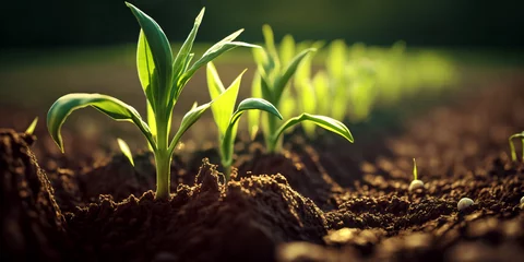 Tuinposter cultivated corn field, earth day concept, plant in the ground, green world, generative ai © CROCOTHERY