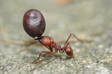 Brown Leafcutter ant (Atta) showing its strength and bringing home tropical fruits that exceed its own body weight. Brazilian rainforests, Municipal Mindu Park of Manaus, Amazonas State, Brazil.