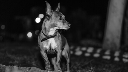 fotografia de un perro chichuahua con ojos expresivos en blanco y negro 