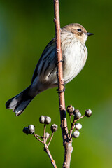 Warbler