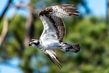 Osprey in flight